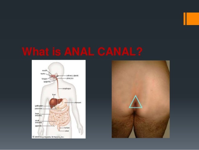 anal is anal Anal is anal